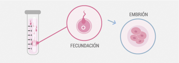Cultivo de embriones y fecundación