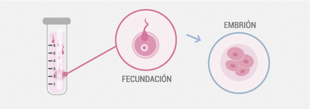 cultivo embrionario