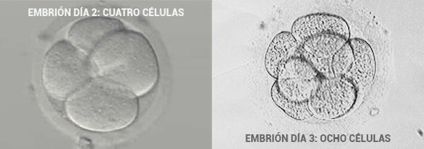 top-embriones