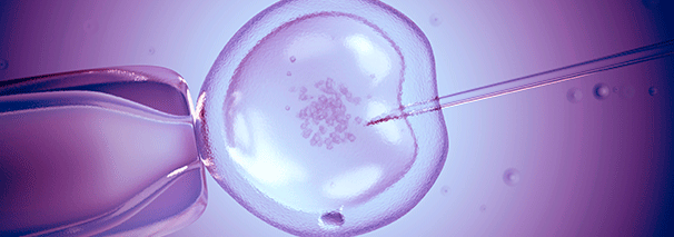 transferencia embrionaria