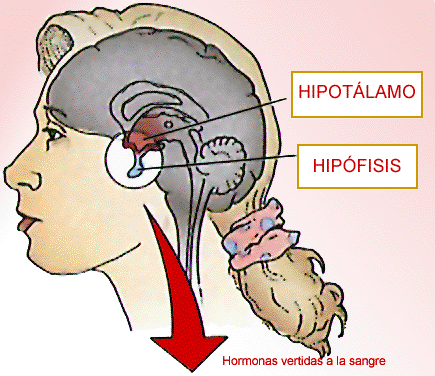 hipotalamo_hipofisis