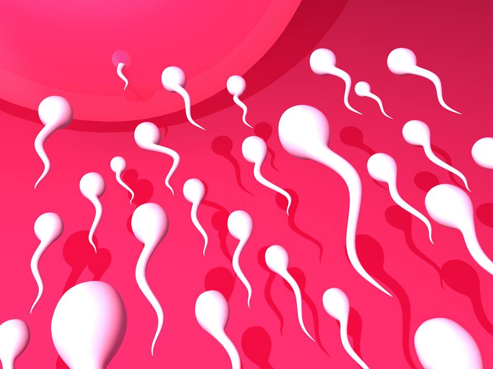 Factores que influyen en la fertilidad masculina