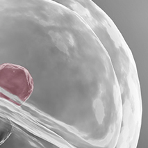 Embryoscope